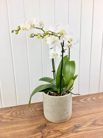 white phalaenopsis orchid